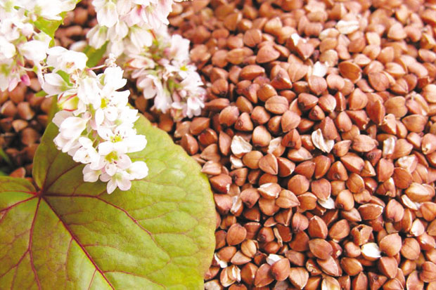 Хељда против рака